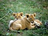 Itâ€™s Lion Cubs For Geri Halliwell