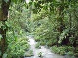 Prince Charles' Rainforest Project
