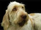 Stuffed Version Of Obamaâ€™s Pooch Hit Chicago Shelves