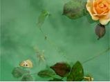 Self-Cleaning Walls And Water Striding Robots For You!