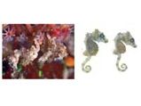 The Top 10 Newly Discovered Species