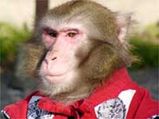 The Monkey Waiters At The Japanese Restaurant