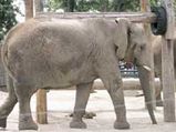 An Elephant Who Knows To Play Harmonica