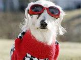 World's Oldest Dog Dies At 21