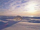 Arctic And Its Species On The Brink Of Extinction