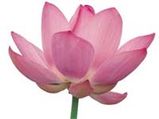 Muslim Lotus Flowers For Hindu Temples!