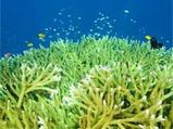 Warmer The Ocean, More The food For Fish