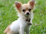 Katherine Heigl Saves 25 Chihuahuas