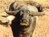 Wild Buffaloes Under Threat 
