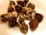 Moringa Seeds Can Purify Water