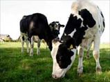 Cows To Produce 20 Percent More Milk With GE ryegrass