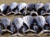 Stop Eating Fish, Says PETA