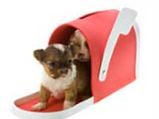 Dog Breeding- A High Profit Business In Jaipur 