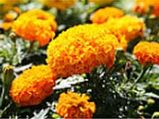 Food For All-A Miracle Of Sathya Saibaba