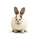 Bunny Bags World Record For His Size