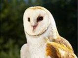 Meet The Owl Who's Scared Of Heights! 
