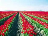 Kashmir's Tulip Gardens, A Big Draw For Tourists
