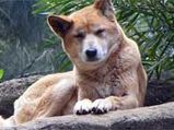 Dingo- The World's Oldest Dog