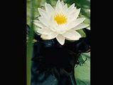 World's Smallest Waterlily Saved From Extinction