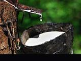 Rubber Plantation: High In Demand
