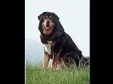 Worlds Most Expensive Doggies