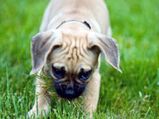 Dog Obedience Training Is Important For Your Pet