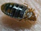 Bed Bugs Extermination For An Infested Home