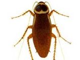 Get Rid Of Cockroaches In Your Home