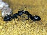 Get Rid Of Ants By Home Remedies 