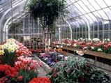 Greenhouse Flower Care Ideas