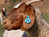 Bakrid-El-al-Adha Hike Goat Price 