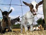 Eid-al Adha/Bakrid-Goat Sales Decline 