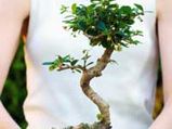 Bonsai : Tips To Grow Miniature Trees