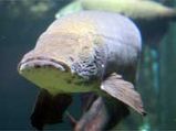 Largest Fish In World Is The Arapaima