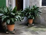 Aspidistra Plant Care And Tips