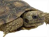 Pet Turtle Care Tips