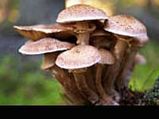 Grow Mushroom With These Simple Tips