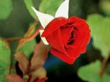 Red Rose Care And Gardening Tips