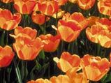 Tulip Flowers - Best Blooms Of Spring