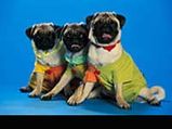 World's Smallest Dog Breeds To Love