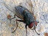 Deal With Deadly Summer Flies : Eradicate Houseflies