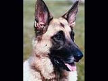 Some Dangerous Dog Breeds You Wouldn't Like!