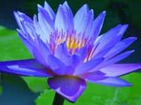 Beautify Your Garden With Divine Blue Lotus