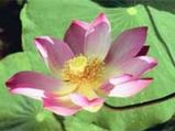 How To Grow Lotus In Your Garden?