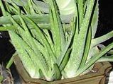 Medicinal Aloe Vera For Your Indoor Garden