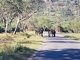 Best National Sanctuaries Of Karnataka!