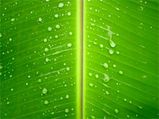 Plantain Leaf - A Natural Boon For Skin Care 