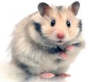 Hamsters As Pets - Tips On Hamster Care