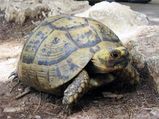 Russian Tortoise â€“ Tips For Diet & Care