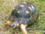 Leopard Tortoise â€“ Tips On Diet & Housing Needs
